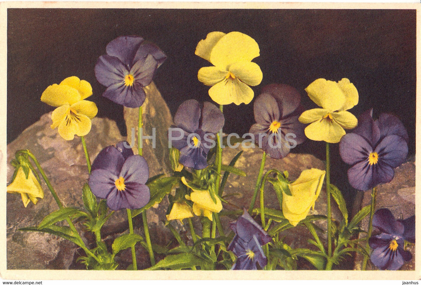 Viola Calcarata - Long Spurred Violet - Langgesprontes Veilchen flowers - 177 - old postcard - 1940 - Switzerland - used - JH Postcards