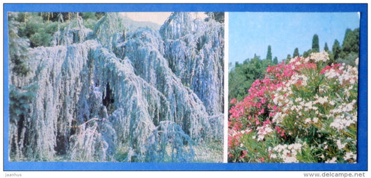 Atlas Cedar - Nerium oleander - Nikitsky Botanical Garden - 1981 - Ukraine USSR - unused - JH Postcards