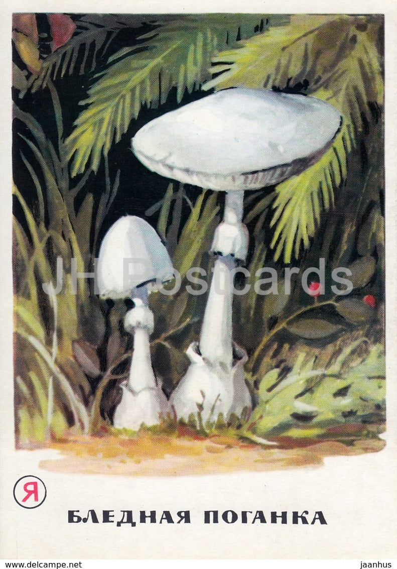 Death cap - Amanita phalloides - mushrooms - illustration - 1971 - Russia USSR - unused - JH Postcards