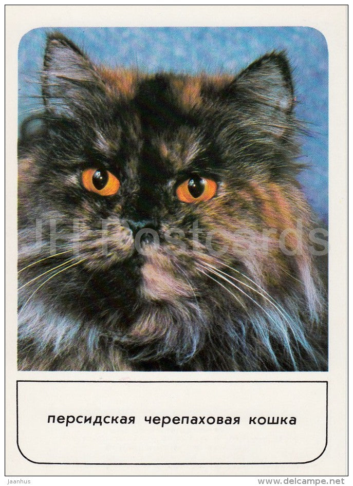 Persian Tortoiseshell  Cat - cats - Russia USSR - 1989 - unused - JH Postcards