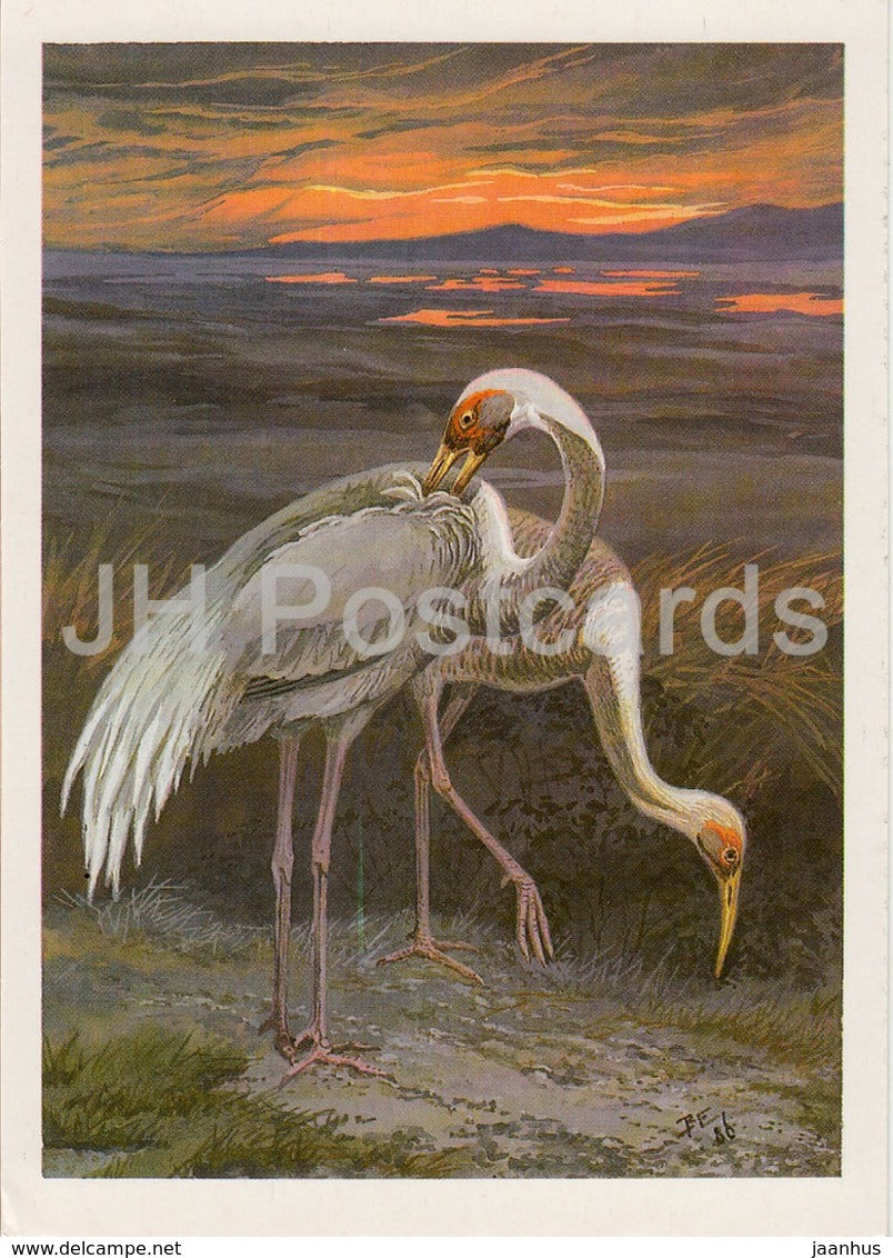White-naped cran - Grus vipio - birds - 1987 - Russia USSR - unused