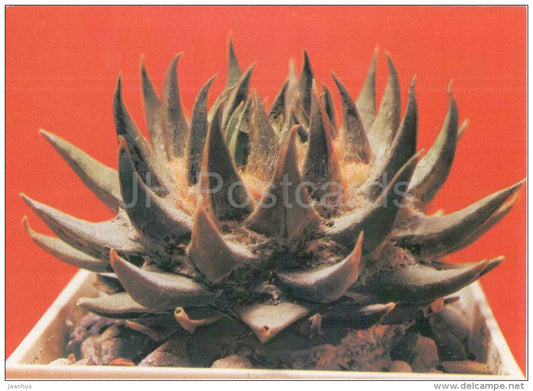 Ariocarpus trigonus - cactus - plants - 1990 - Russia USSR - unused - JH Postcards
