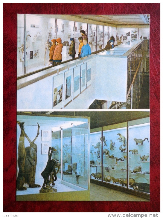 Zoology Museum - exhibition - Tartu - 1982 - Estonia - USSR - unused - JH Postcards