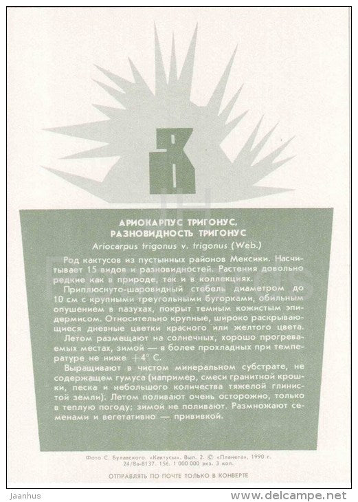 Ariocarpus trigonus - cactus - plants - 1990 - Russia USSR - unused - JH Postcards