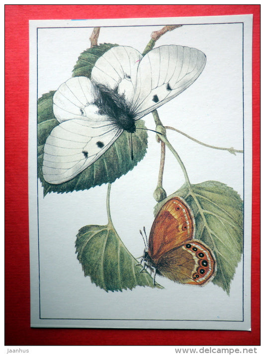 The Scarce Heath , Coenonympha hero - Clouded apollo , Parnassius mnemosyne - insects - 1987 - Russia USSR - unused - JH Postcards