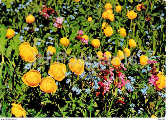Alpine flowers - Globe Flowers - flowers - 1968 - Switzerland - used - JH Postcards