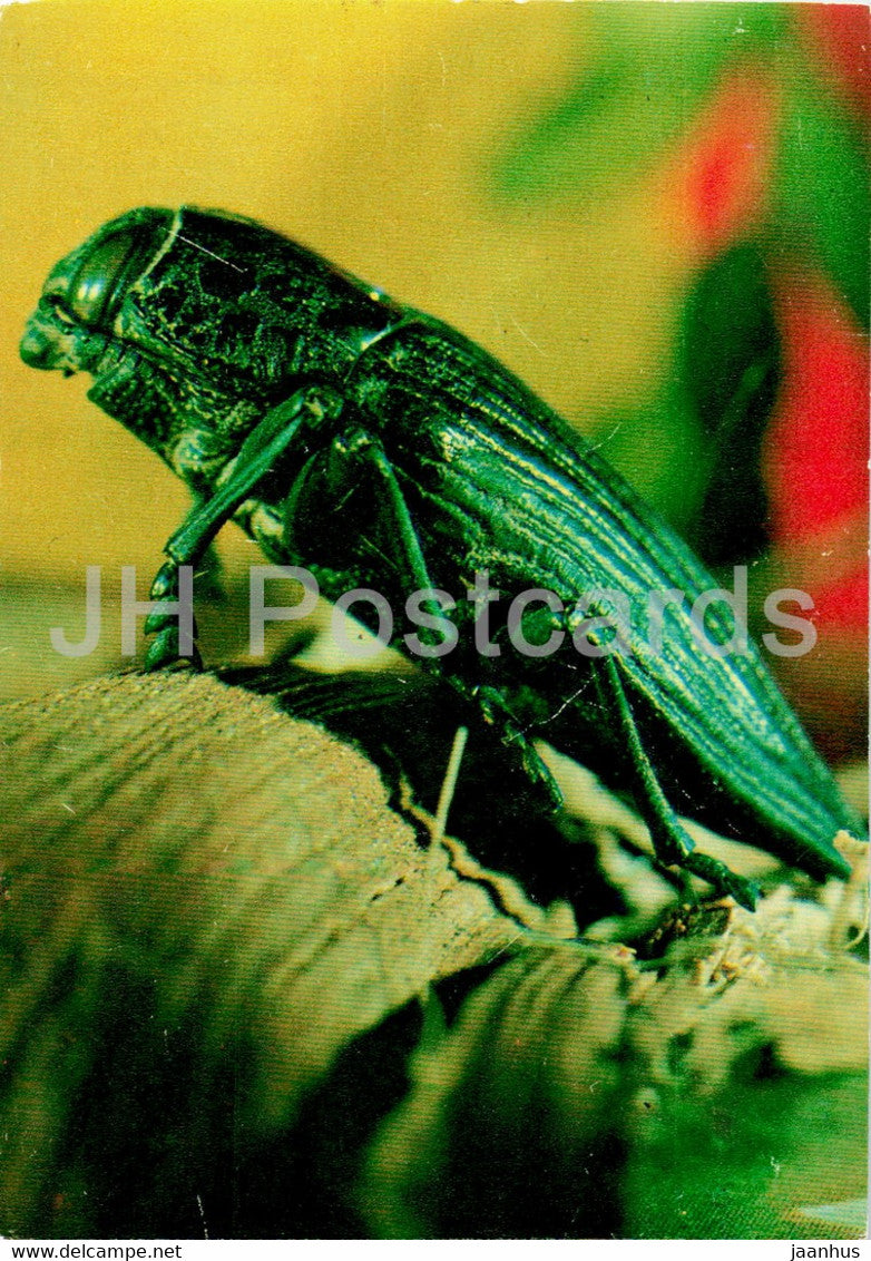 Capnodis parumstriata - insects - 1977 - Russia USSR - unused - JH Postcards