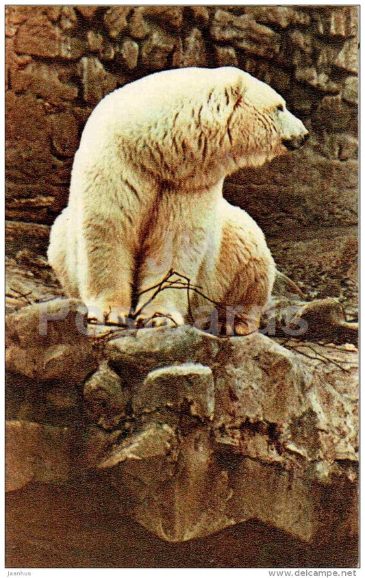 Polar Bear - Ursus maritimus - Moscow Zoo - 1969 - Russia USSR - unused - JH Postcards