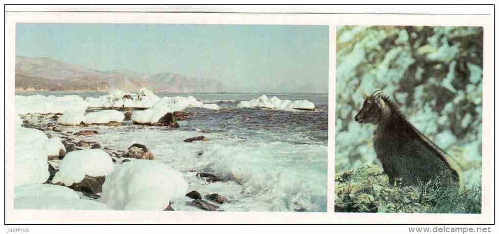 Long-tailed goral - Naemorhedus caudatus - Sikhote-Alin Nature Reserve - 1987 - Russia USSR - unused - JH Postcards