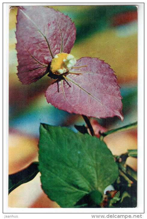 Winged Beauty Shrub - Dalechampia roezliana - Decorative House Plants - flowers - 1974 - Russia USSR - unused - JH Postcards
