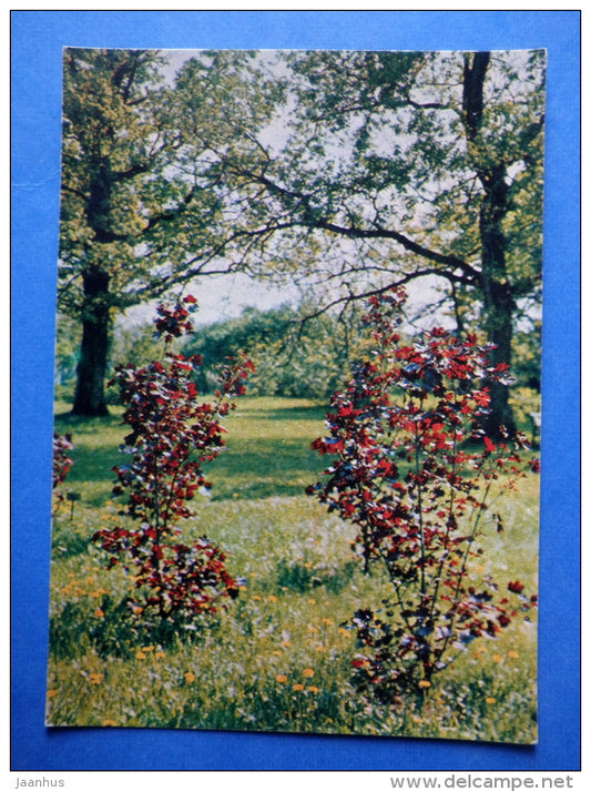 Acer platanoides Crimson King - Norway maple - trees - Botanical Garden of the USSR - 1973 - Russia USSR - JH Postcards