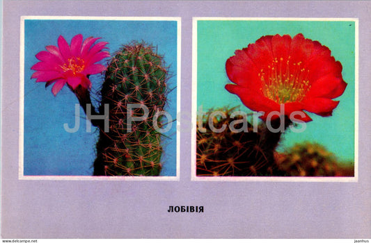 Lobivia - cacti - cactus - flowers - 1977 - Ukraine USSR - unused - JH Postcards