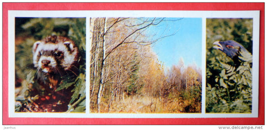 weasel - capercaillie - birds - Tsentralno-Lesnoy Nature Reserve - 1979 - USSR Russia - unused - JH Postcards