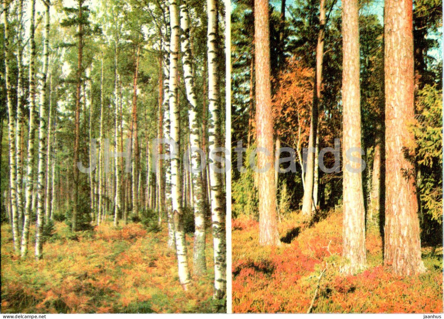 Lahemaa - A pine grove and a birch stand - 1 - 1978 - Estonia USSR - unused - JH Postcards
