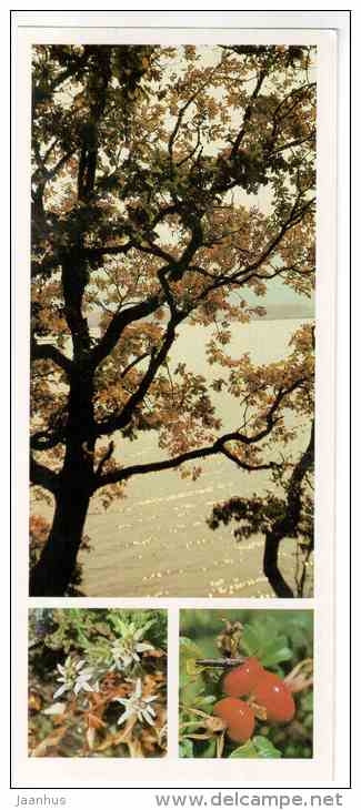 Mongolian Oak - Siberian Edelweiss - vegetation coast - Sikhote-Alin Nature Reserve - 1987 - Russia USSR - unused - JH Postcards