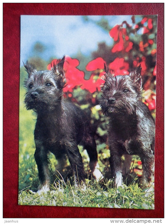 dogs - Finland - unused - JH Postcards