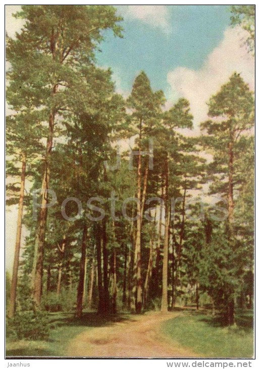 Panemunes Forest - pine trees - Lithuania USSR - unused - JH Postcards