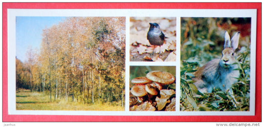 Western Jackdaw - birds - hare - mushrooms - autumn - Tsentralno-Lesnoy Nature Reserve - 1979 - USSR Russia - unused - JH Postcards