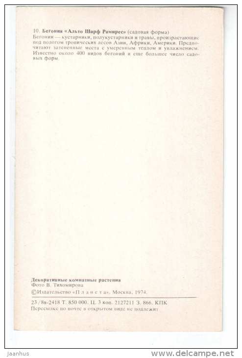 Begonia Alto Scharff - Decorative House Plants - flowers - 1974 - Russia USSR - unused - JH Postcards