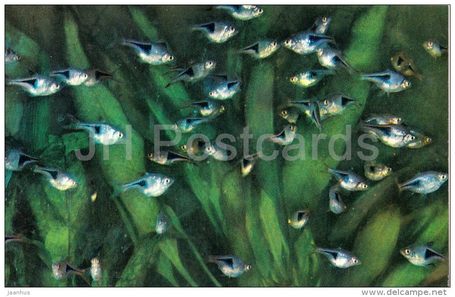 Harlequin rasbora , Rasbora heteromorpha - Aquarium Fish - Russia USSR - 1971 - unused - JH Postcards