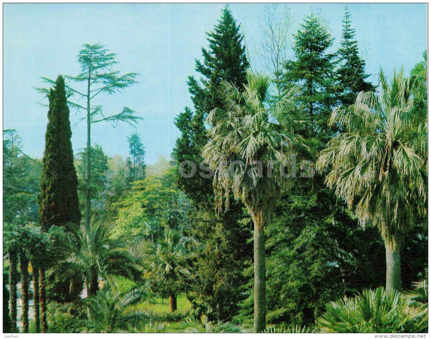 Mediterranean cypress - Mediterranean cypress - Sochi Dendrarium - 1972 - Russia USSR - unused - JH Postcards