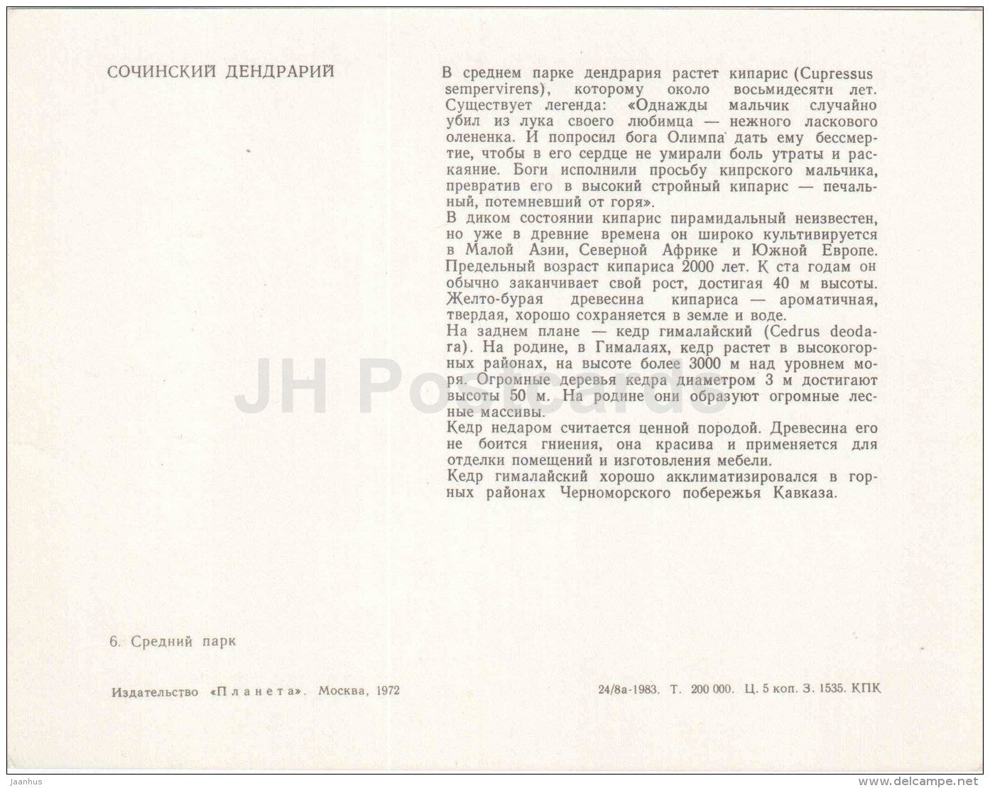 Mediterranean cypress - Mediterranean cypress - Sochi Dendrarium - 1972 - Russia USSR - unused - JH Postcards