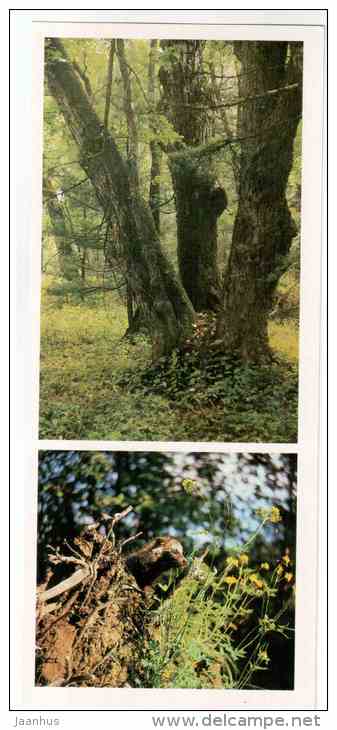 Raccoon dog - Nyctereutes procyonoides - Sikhote-Alin Nature Reserve - 1987 - Russia USSR - unused - JH Postcards