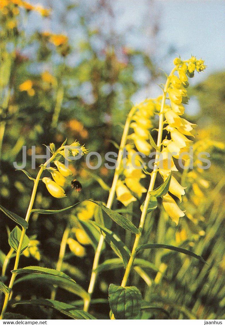 Yellow foxglove - Digitalis grandiflora - Geschutzte Pflanzen - Protected plants - DDR Germany - unused - JH Postcards