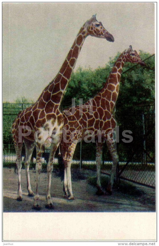 Giraffe - Giraffa camelopardalis - Zoo - 1968 - Russia USSR - unused - JH Postcards