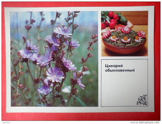 Common Chicory , Cichorium intybus - chicory salad - Dishes of Wild Herbs - 1985 - Russia USSR - unused - JH Postcards