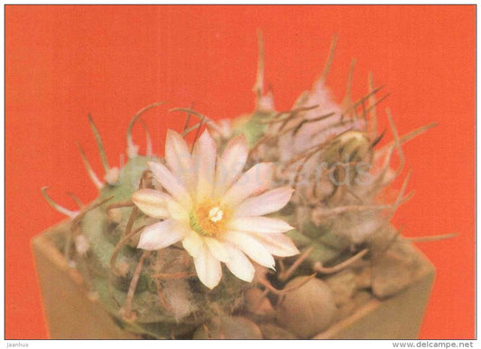 Turbinicarpus klinkerianus - cactus - plants - 1990 - Russia USSR - unused - JH Postcards