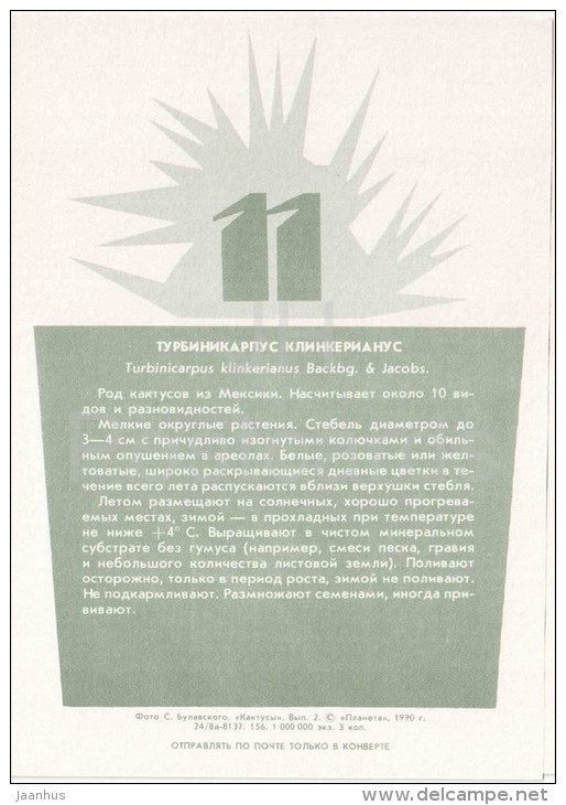 Turbinicarpus klinkerianus - cactus - plants - 1990 - Russia USSR - unused - JH Postcards