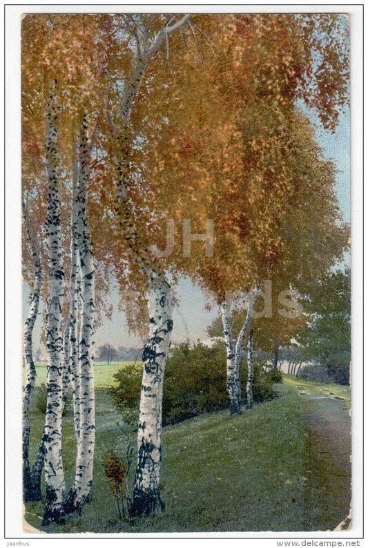 birch trees - nature - Photochromie 1333 - used in 1907 in Tsarist Russia Estonia Reval - JH Postcards