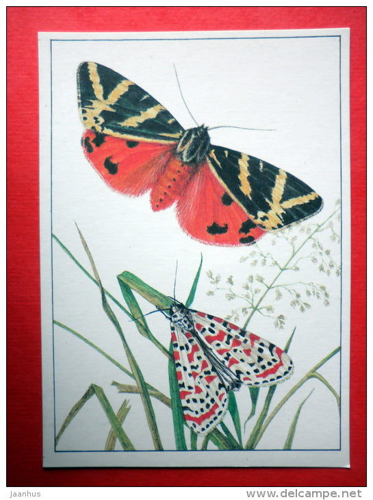 The Crimson-speckled Flunkey - Jersey Tiger Moth , Callimorpha quadripunctaria - insects - 1987 - Russia USSR - unused - JH Postcards
