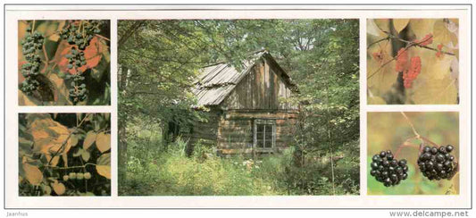 Amur Grape - Actinidia kolomikta - Schizandra - In Taiga - Sikhote-Alin Nature Reserve - 1987 - Russia USSR - unused - JH Postcards