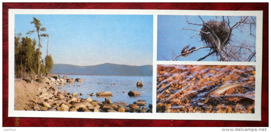 birds nest - Grayling - fish - Barguzinsky Nature Reserve - near lake Baikal - 1975 - Russia USSR - unused - JH Postcards