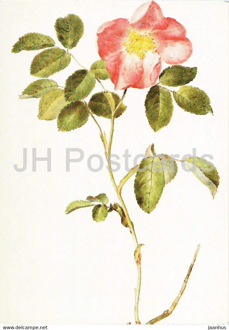 painting by Moritz Michael Daffinger - Pariser Rose - flowers - Austrian art - Austria - unused - JH Postcards