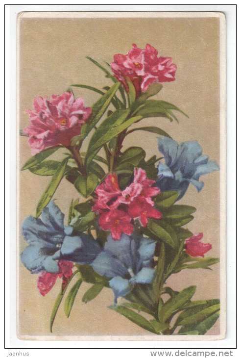 birthday greeting card - flowers - Photochromie Offset Nr 2036 - old postcard - circulated in Estonia - used - JH Postcards