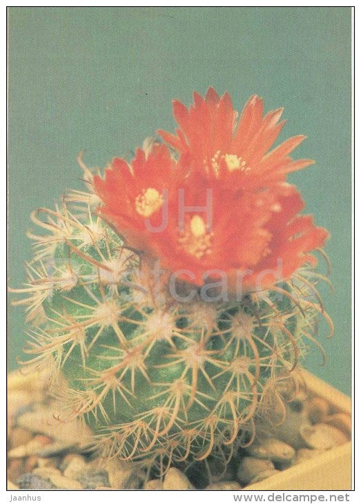 Parodia punae - cactus - plants - 1990 - Russia USSR - unused - JH Postcards