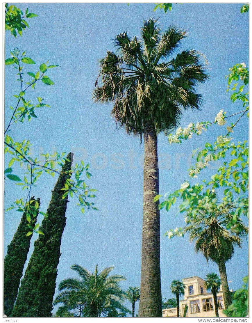Desert Fan Palm - Washingtonia filifera - Sochi Dendrarium - 1972 - Russia USSR - unused - JH Postcards