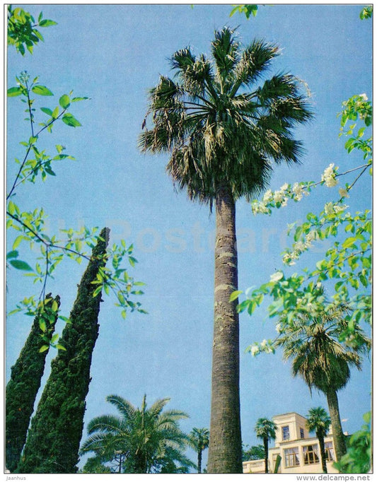 Desert Fan Palm - Washingtonia filifera - Sochi Dendrarium - 1972 - Russia USSR - unused - JH Postcards
