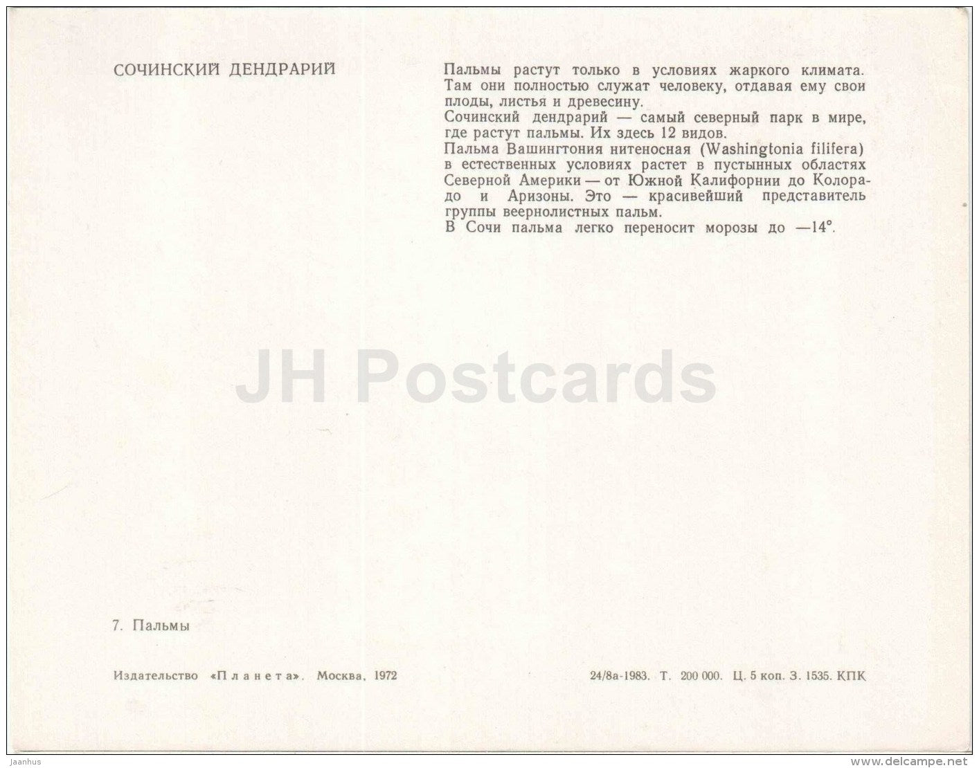 Desert Fan Palm - Washingtonia filifera - Sochi Dendrarium - 1972 - Russia USSR - unused - JH Postcards