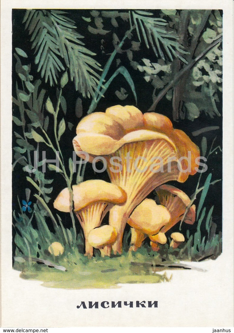 Chanterelle - Cantharellus cibarius - mushrooms - illustration - 1971 - Russia USSR - unused - JH Postcards