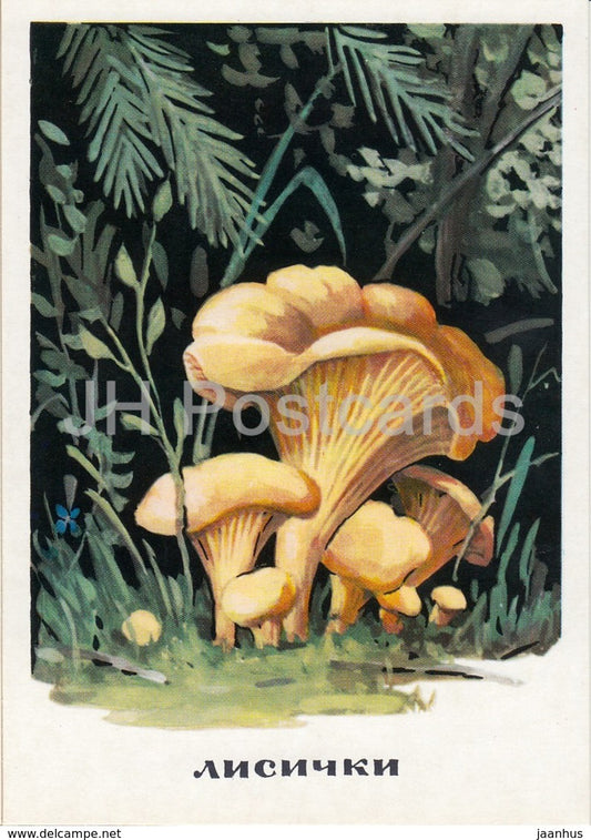 Chanterelle - Cantharellus cibarius - mushrooms - illustration - 1971 - Russia USSR - unused - JH Postcards