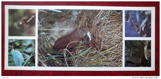 Kedrovaya Pad Nature Reserve - fishes , salmon trout , mink , otter , kingfisher - 1984 - Russia USSR - unused - JH Postcards
