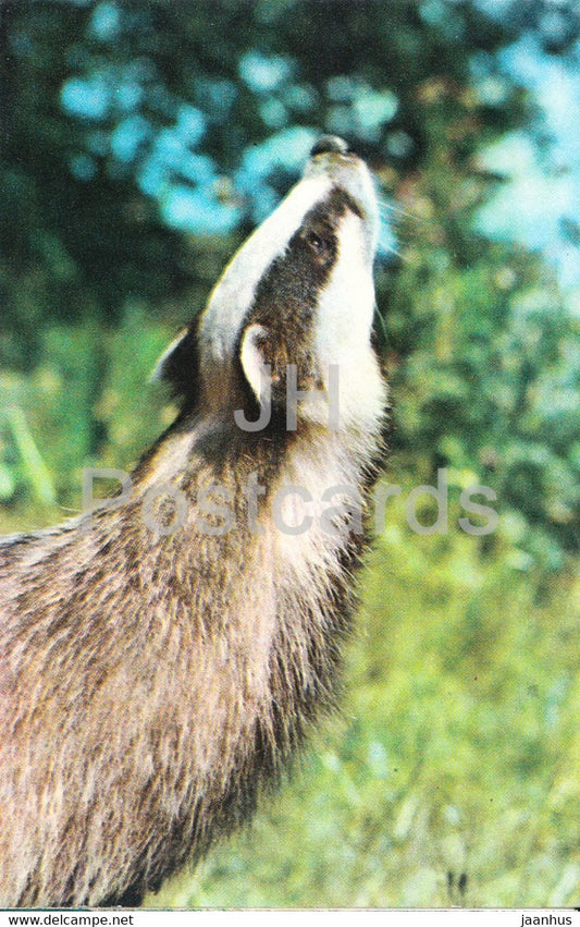 European badger - Meles meles - Moscow Zoo - animals - 1973 - Mexico - unused - JH Postcards