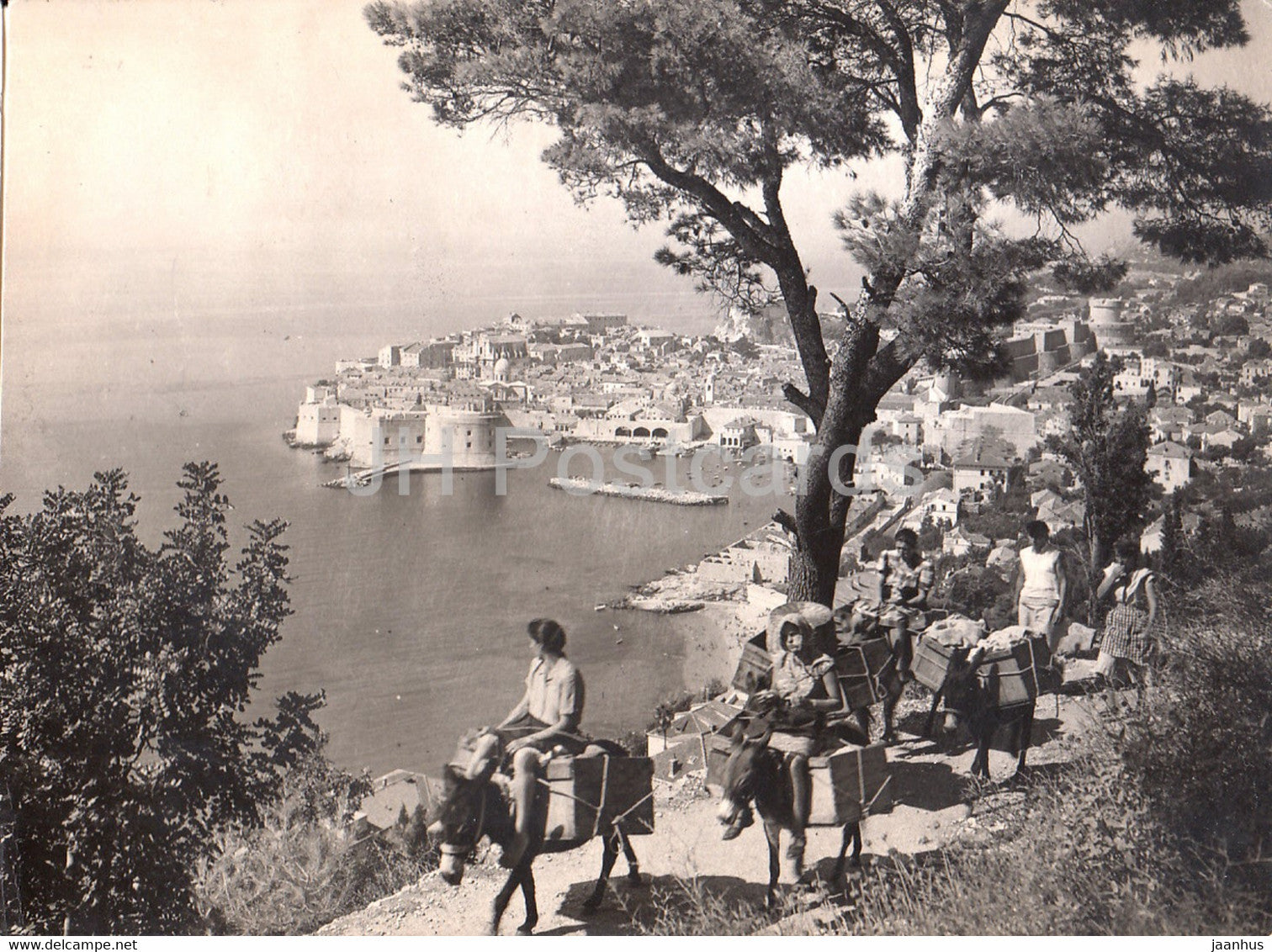 Dubrovnik - donkey - 1960 - Yugoslavia - Croatia - used - JH Postcards