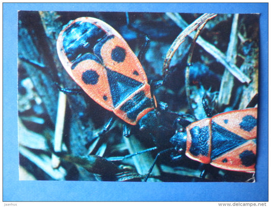Firebug - Pyrrhocoris apterus - bug - insects - 1980 - Russia USSR - unused - JH Postcards