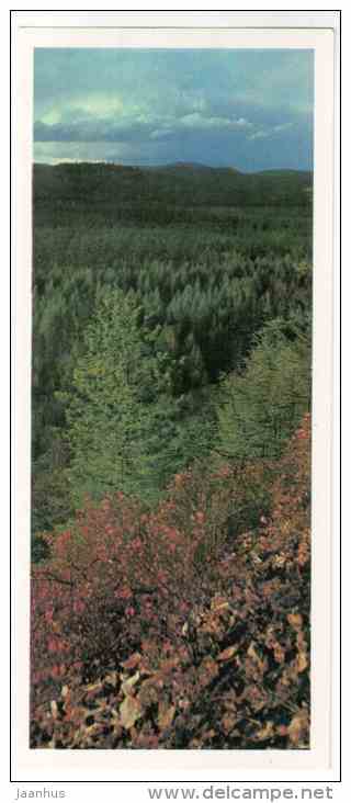 Cedar Array - Sikhote-Alin Nature Reserve - 1987 - Russia USSR - unused - JH Postcards