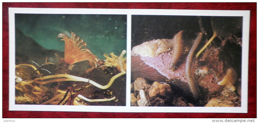 arge-eyed Feather Duster - Potamilla reniformis -  Sandworm - Nereis pelagica - 1980 - Russia USSR - unused - JH Postcards